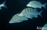 Pacific cubera snapper (Lutjanus novemfasciatus)