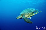 Green Turtle (Chelonia mydas) 