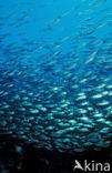 Spanish mackerel (Scomber japonicus)