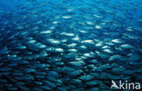 Spanish mackerel (Scomber japonicus)