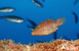 Spotted sharpnosed puffer (Canthigaster punctatissima)