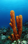 Caribbean Tube Sponge (Pseudoceratina crassa)