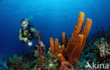 Caribbean Tube Sponge (Pseudoceratina crassa)