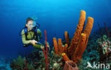 Caribbean Tube Sponge (Pseudoceratina crassa)