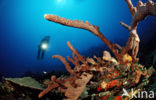 Caribbean Tube Sponge (Pseudoceratina crassa)