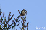 Long-tailed Tit (Aegithalos caudatus)