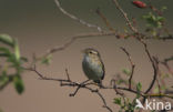 Tjiftjaf (Phylloscopus collybita)