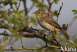 Tjiftjaf (Phylloscopus collybita)