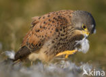 Common Kestrel (Falco tinnunculus)