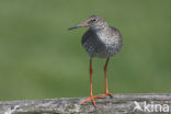 Common Redshank (Tringa totanus)