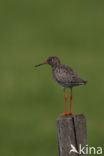 Common Redshank (Tringa totanus)