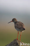 Common Redshank (Tringa totanus)