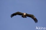 Eurasian Griffon (Gyps fulvus)