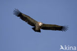 Eurasian Griffon (Gyps fulvus)