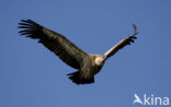 Eurasian Griffon (Gyps fulvus)