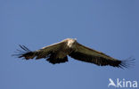Eurasian Griffon (Gyps fulvus)