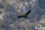 Eurasian Griffon (Gyps fulvus)