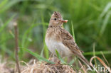 Sky Lark (Alauda arvensis)