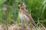 Veldleeuwerik (Alauda arvensis) 