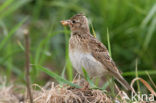 Veldleeuwerik (Alauda arvensis) 