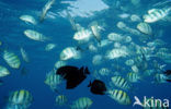 Indo-Pacific sergeant (Abudefduf vaigiensis)