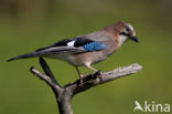 Eurasian Jay (Garrulus glandarius)