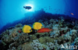 Masked butterflyfish (Chaetodon semilarvatus)