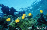 Masked butterflyfish (Chaetodon semilarvatus)