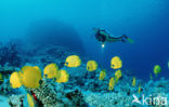 Masked butterflyfish (Chaetodon semilarvatus)