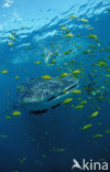 Whale shark (Rhincodon typus) 