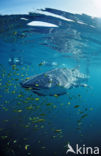 Whale shark (Rhincodon typus) 