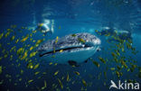 Whale shark (Rhincodon typus) 