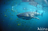 Whale shark (Rhincodon typus) 