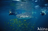 Whale shark (Rhincodon typus) 