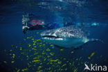 Whale shark (Rhincodon typus) 