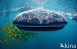 Whale shark (Rhincodon typus) 