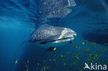 Whale shark (Rhincodon typus) 