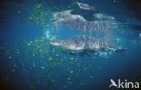 Whale shark (Rhincodon typus) 