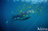 Whale shark (Rhincodon typus) 