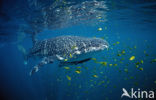 Whale shark (Rhincodon typus) 