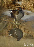 Waterhoen (Gallinula chloropus)