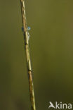 Watersnuffel (Enallagma cyathigerum)