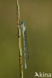 Common Blue Damselfly (Enallagma cyathigerum)