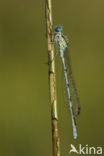 Common Blue Damselfly (Enallagma cyathigerum)