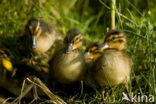 Mallard
