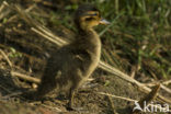 Mallard