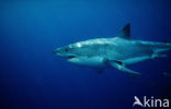 great white shark (Carcharodon carcharias) 