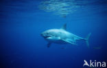 great white shark (Carcharodon carcharias) 