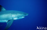 great white shark (Carcharodon carcharias) 