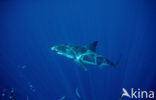 great white shark (Carcharodon carcharias) 